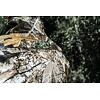 MILWAUKEE M12 HJCAMO6-0 (L) vyhřívaná bunda maskáčová, Quiet-Shell materiál, držák aku baterie
