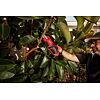 MILWAUKEE M12 BLPRS-202 aku vyvětvovací nůžky 12V/2*2Ah, střih do 32mm