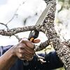 FISKARS pilka skládací Plus SW68, 27cm, 3 polohy řezu, rychlé a čisté řezy, 1067552