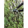 MAKITA UC029GZ01 aku řetězová prořezávací pila 150 mm Li-ion XGT 40V (590W), řez 15cm, bez baterie